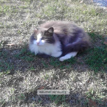 Photo de chat perdu à Coarraze