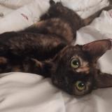 Photo de chat perdu à Bourges