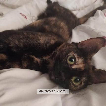 Photo 1/1 Chat retrouvé Perdu à Bourges