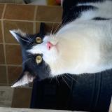 Photo de chat perdu à La Fare Les Oliviers