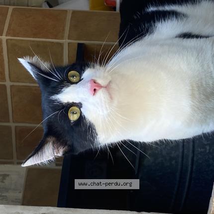 Photo 1/1 Chat retrouvé Perdu à La fare les oliviers