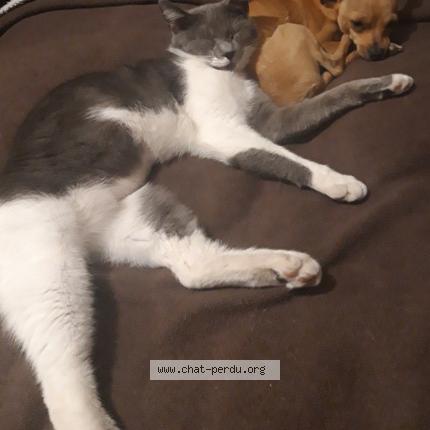 Photo 1/1 Tokyo Chat perdu à Valreas