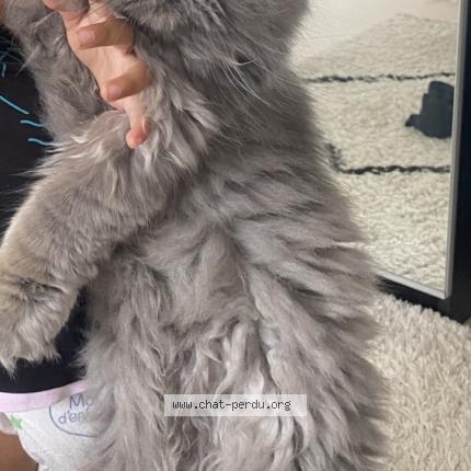 Photo 1/1 Chat retrouvé Perdu à Le grand quevilly