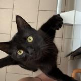 Photo de chat perdu à Castelnau Le Lez