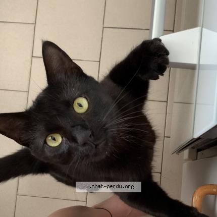 Photo 1/1 Chat retrouvé Perdu à Castelnau le lez