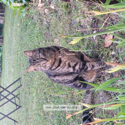 Opal Chat Perdu A Beaumont Sur Oise Chat Perdu France Opal Chat Perdu A Beaumont Sur Oise Chat Perdu France
