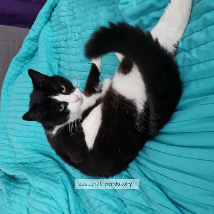 Photo 1/1 Chat retrouvé Perdu à Chambly