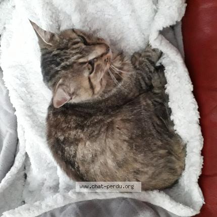 Filou Chat Perdu A Trois Palis Chat Perdu France Filou Chat Perdu A Trois Palis Chat Perdu France