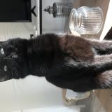 Photo de chat perdu à Olonne Sur Mer