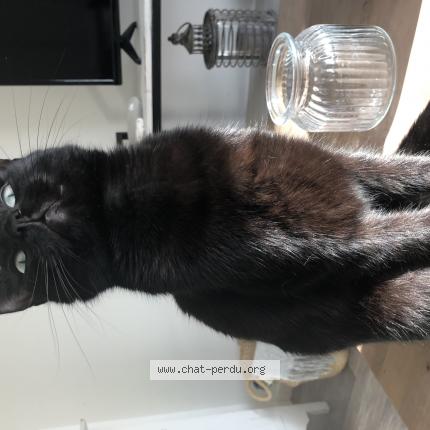 Photo 1/1 Chat retrouvé Perdu à Olonne sur mer