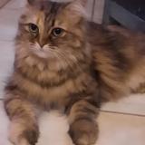 Photo de chat trouvé à Narbonne