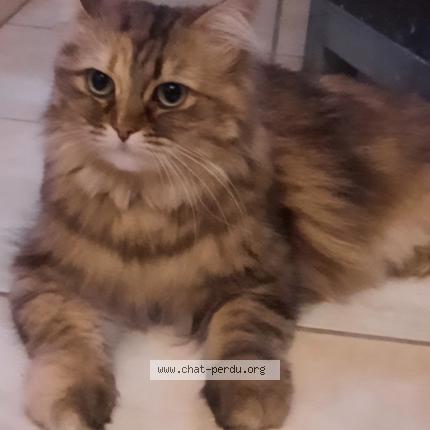 Photo 1/1 Chat retrouvé Trouvé à Narbonne