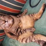 Photo de chat perdu à Mouilleron En Pareds