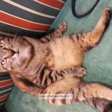 Photo 1/1 Mousse Chat perdu à Mouilleron en pareds