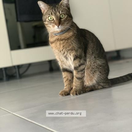 Photo 1/1 Chat retrouvé Perdu à Hennebont