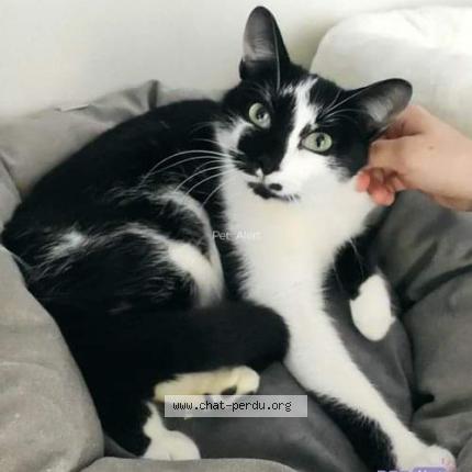 Photo 1/1 Rosalie Chat perdu à Luisant