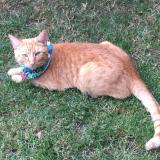 Photo de chat perdu à London