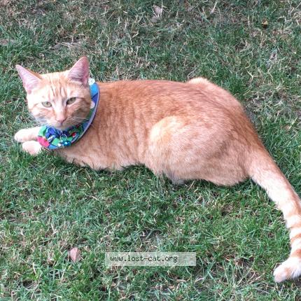 Photo 1/1 Caspar Chat perdu à London