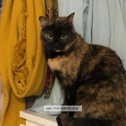 Photo 1/1 Poupette Chat perdu à Blagnac