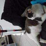 Photo de chat perdu à Aubagne