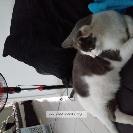 Photo 1/6 Chat retrouvé Perdu à Aubagne