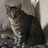 Photo de chat perdu à Merignac