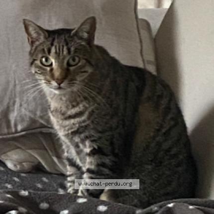 Photo de chat perdu à Merignac