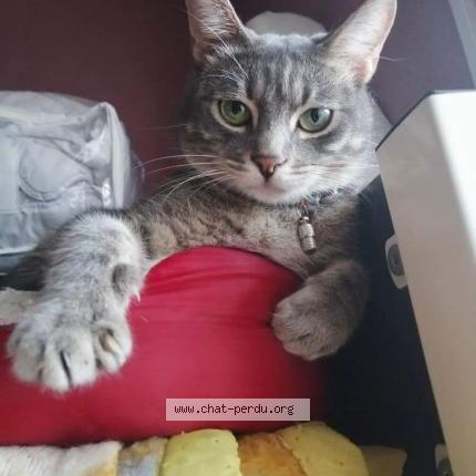 Photo 1/1 Orion Chat perdu à L union
