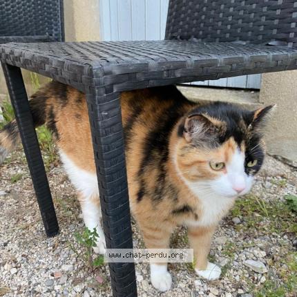 Photo 1/1 Nougat Chat perdu à Les matelles