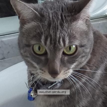 Photo de chat perdu à Trelaze