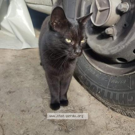 Photo de chat perdu à Lignieres