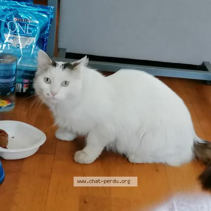 Photo de chat perdu à Aulnay Sous Bois