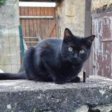 Photo de chat perdu à Lusignan