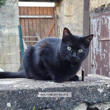 Photo de chat perdu à Lusignan