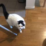 Photo de chat perdu à Bezons