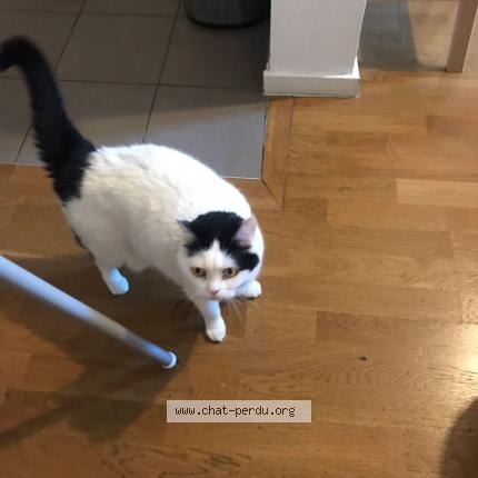 Photo 1/1 Chat retrouvé Perdu à Bezons