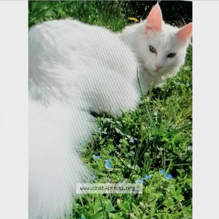 Photo de chat perdu à Canteleu