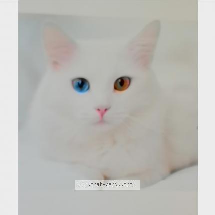 Photo 2/2 Chat retrouvé Perdu à Canteleu