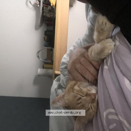 Photo 1/1 Chat retrouvé Perdu à St christol lez ales