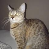 Photo de chat trouvé à Brest