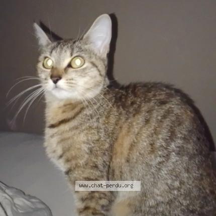 Photo de chat trouvé à Brest