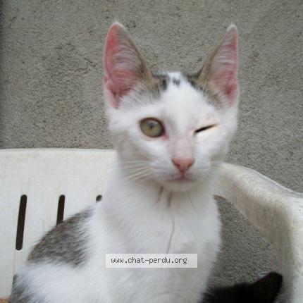 Photo 1/1 LEIA Chat perdu à Saint gervais