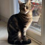 Photo de chat perdu à Saint Mammes