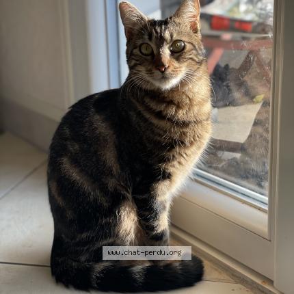 Photo 1/1 Chat retrouvé Perdu à Saint mammes