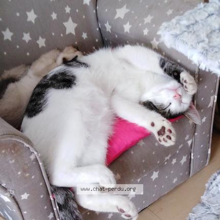 Photo 1/1 Chat retrouvé Perdu à Saint brieuc