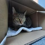 Photo de chat trouvé à Nanterre