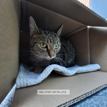 Photo 1/1 Chat retrouvé Trouvé à Nanterre