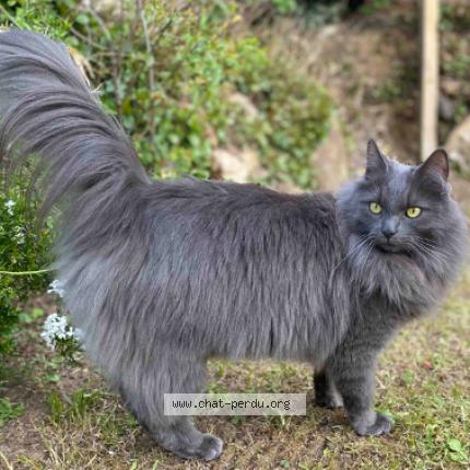 Photo 1/2 POLUX Chat perdu à Brie comte robert