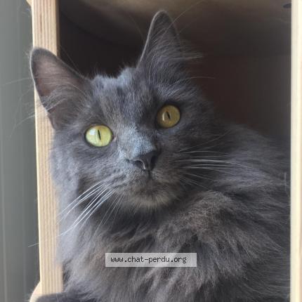 Photo 2/2 POLUX Chat perdu à Brie comte robert