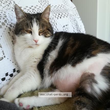 Cannelle Chat Perdu A Cabanac Chat Perdu France Cannelle Chat Perdu A Cabanac Chat Perdu France